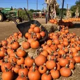Hall's Pumpkin Farm photo