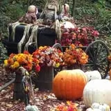 Burt's Pumpkin Farm photo