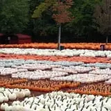 Burt's Pumpkin Farm photo