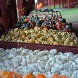 Burt's Pumpkin Farm photo