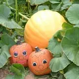 Burt's Pumpkin Farm photo