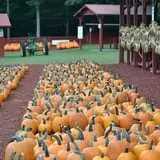 Burt's Pumpkin Farm photo