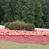 Burt's Pumpkin Farm photo