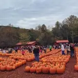 Burt's Pumpkin Farm photo