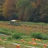 Burt's Pumpkin Farm photo