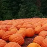 Burt's Pumpkin Farm photo