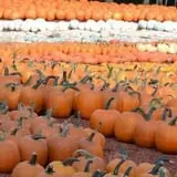 Burt's Pumpkin Farm photo
