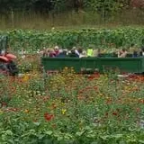 Burt's Pumpkin Farm photo