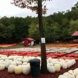 Burt's Pumpkin Farm photo