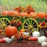 Burt's Pumpkin Farm photo