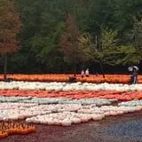 Burt's Pumpkin Farm photo