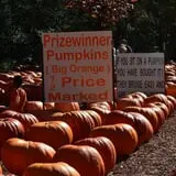 Burt's Pumpkin Farm photo