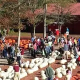 Burt's Pumpkin Farm photo