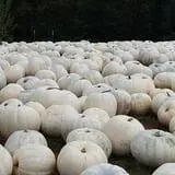 Burt's Pumpkin Farm photo