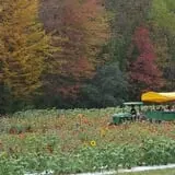 Burt's Pumpkin Farm photo