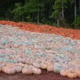 Burt's Pumpkin Farm photo