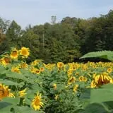 Burt's Pumpkin Farm photo