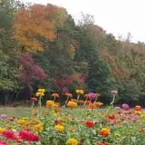 Burt's Pumpkin Farm photo