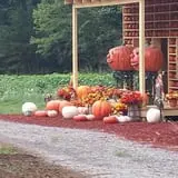 Burt's Pumpkin Farm photo