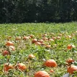 Burt's Pumpkin Farm photo