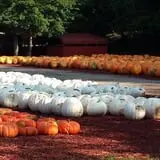 Burt's Pumpkin Farm photo