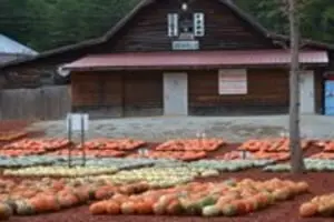 Burt's Pumpkin Farm