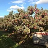 Friske's Farm Market Fall Festival photo