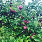 Friske's Farm Market Fall Festival photo