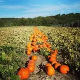 Friske's Farm Market Fall Festival photo