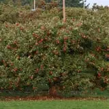 Friske's Farm Market Fall Festival photo