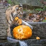 ZooBoo Halloween at Pittsburgh Zoo photo