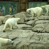 ZooBoo Halloween at Pittsburgh Zoo photo
