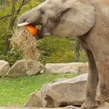 ZooBoo Halloween at Pittsburgh Zoo photo