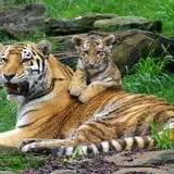 ZooBoo Halloween at Pittsburgh Zoo photo