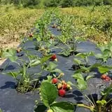 Ditmars Orchard & Vineyard photo