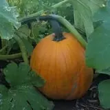 Ditmars Orchard & Vineyard photo