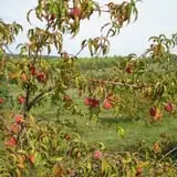 Ditmars Orchard & Vineyard photo