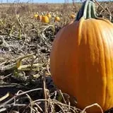 Ditmars Orchard & Vineyard photo