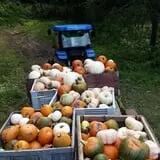 Ditmars Orchard & Vineyard photo