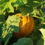 Ditmars Orchard & Vineyard photo