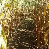 Katie's Pumpkin Barn photo