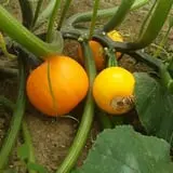 Katie's Pumpkin Barn photo