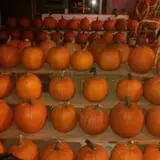 Katie's Pumpkin Barn photo