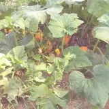 Katie's Pumpkin Barn photo