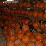 Katie's Pumpkin Barn photo