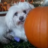 Katie's Pumpkin Barn photo