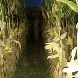 Katie's Pumpkin Barn photo