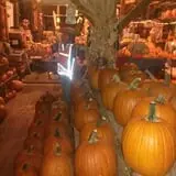 Katie's Pumpkin Barn photo
