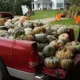Katie's Pumpkin Barn photo