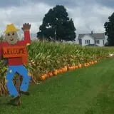 Katie's Pumpkin Barn photo